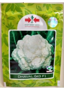 Dhaval (धवल) 