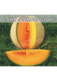 DIAMOND GLORY Muskmelon