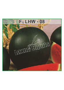 Watermelon LHW-8 