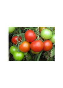 Tomato Sonali